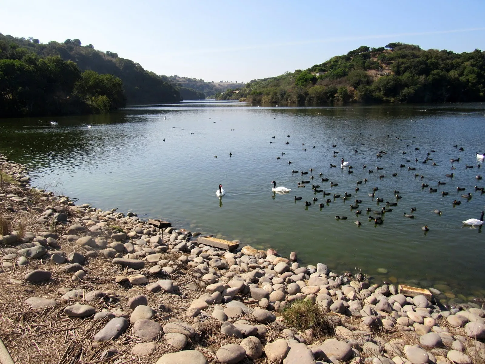 Árboles y laderas verdes alrededor de un cuerpo de agua con cisnes y otras aves